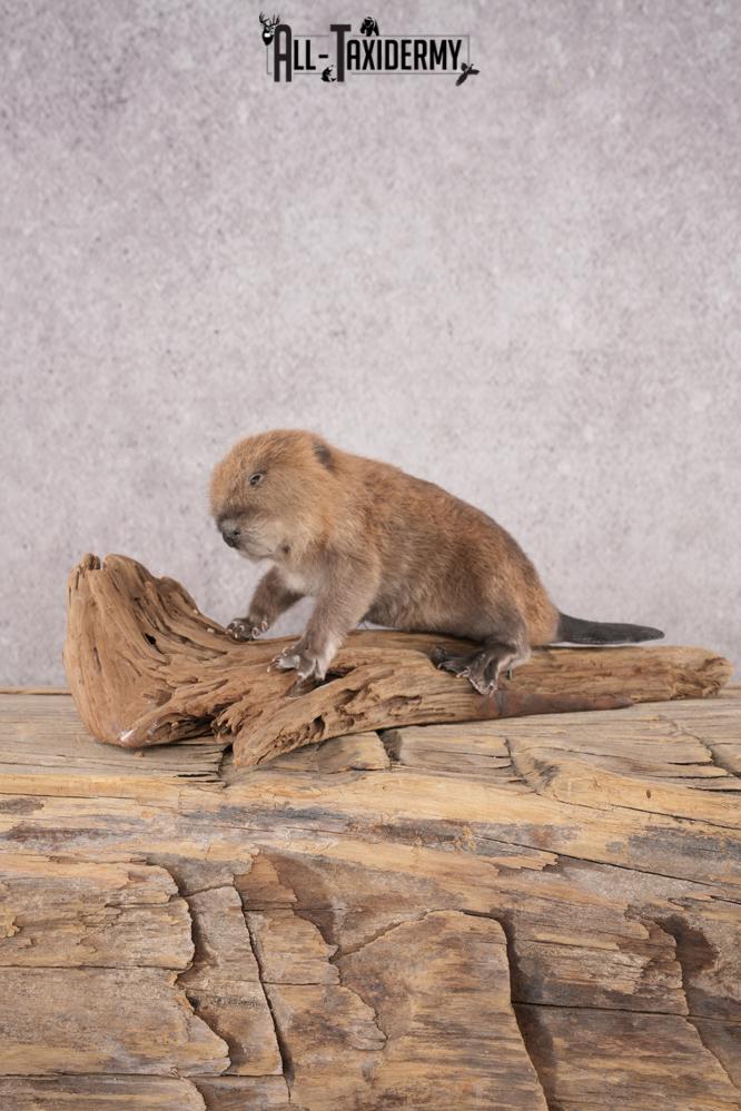 Baby Beaver SKU 3152