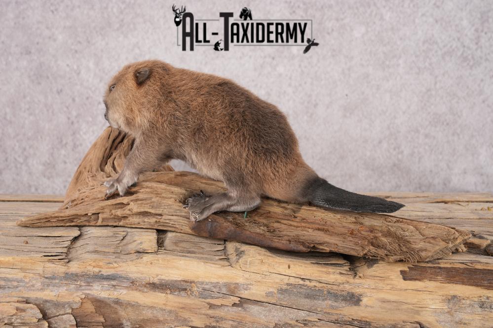 Baby Beaver SKU 3152 - Image 5