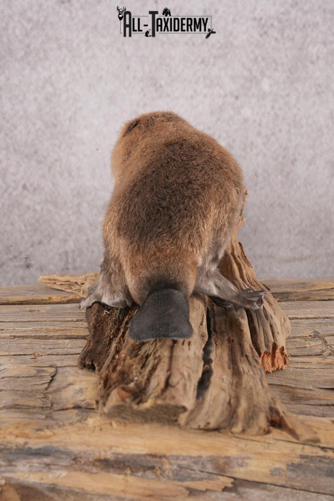 Baby Beaver SKU 3152 - Image 4