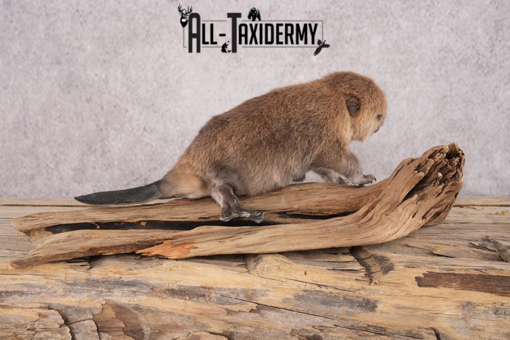 Baby Beaver SKU 3152 - Image 3