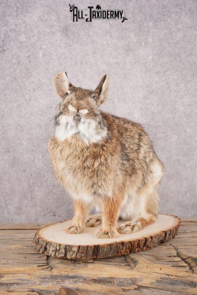 Cottontail Rabbit SKU 3151