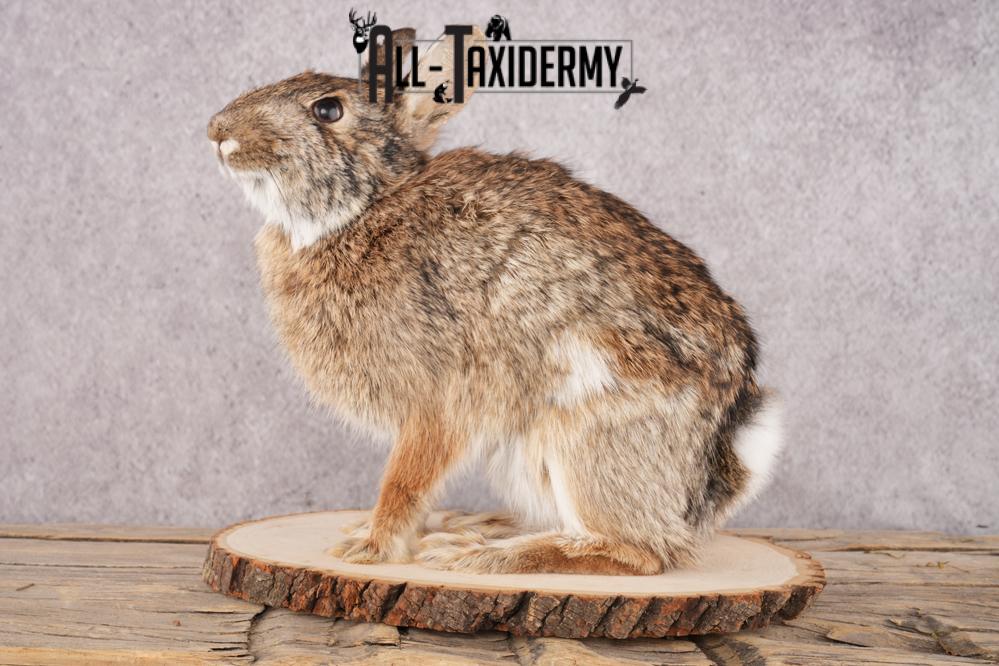 Cottontail Rabbit SKU 3151 - Image 6