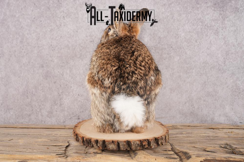 Cottontail Rabbit SKU 3151 - Image 5