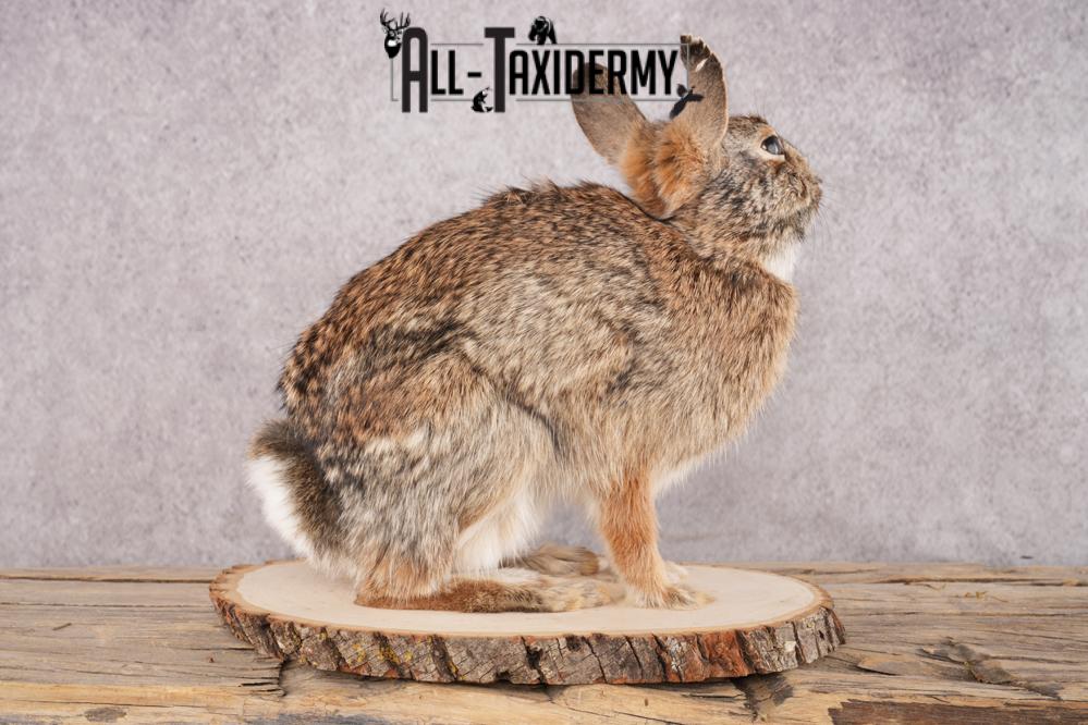 Cottontail Rabbit SKU 3151 - Image 4