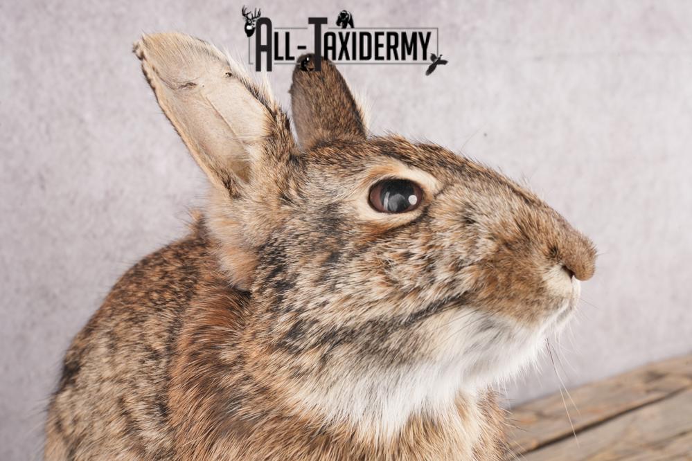 Cottontail Rabbit SKU 3151 - Image 3