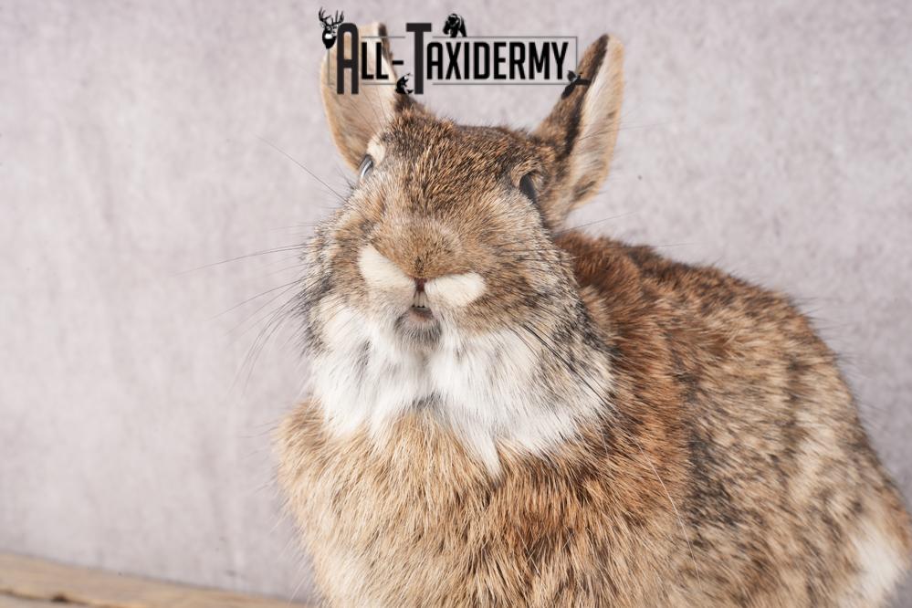 Cottontail Rabbit SKU 3151 - Image 2