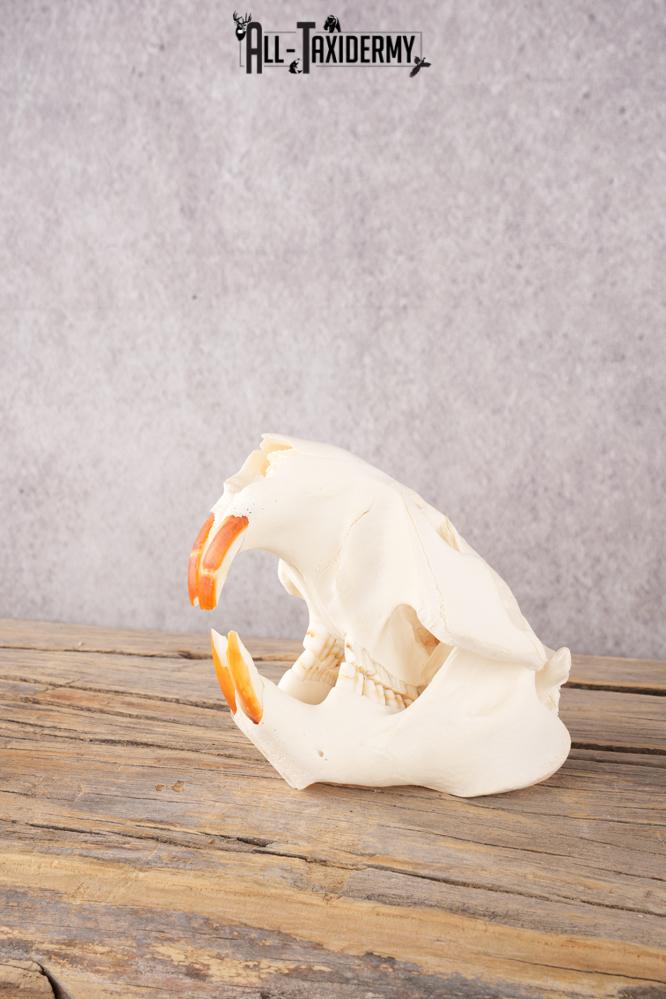 Coyote, Beaver, Bobcat and Otter skull lot SKU 3150 - Image 9