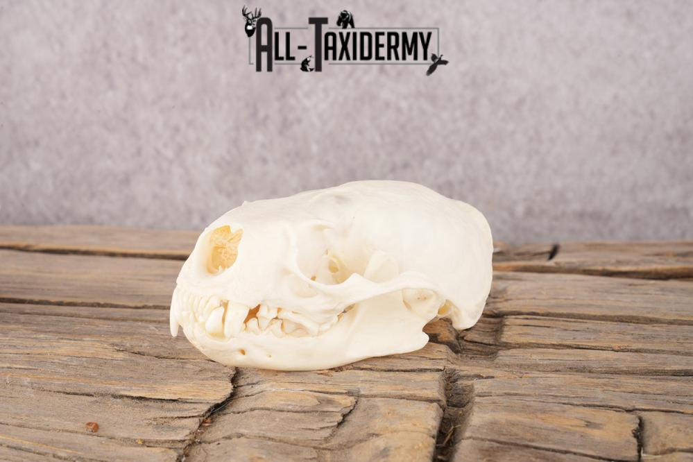 Coyote, Beaver, Bobcat and Otter skull lot SKU 3150 - Image 8