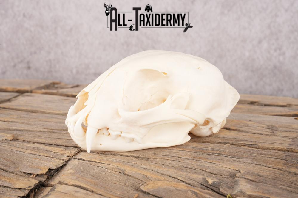 Coyote, Beaver, Bobcat and Otter skull lot SKU 3150 - Image 7