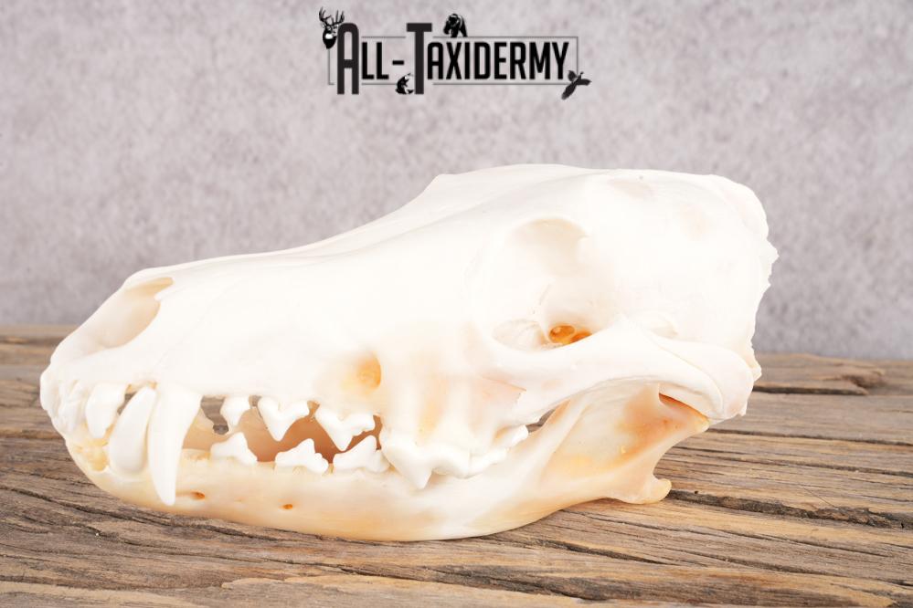 Coyote, Beaver, Bobcat and Otter skull lot SKU 3150 - Image 6