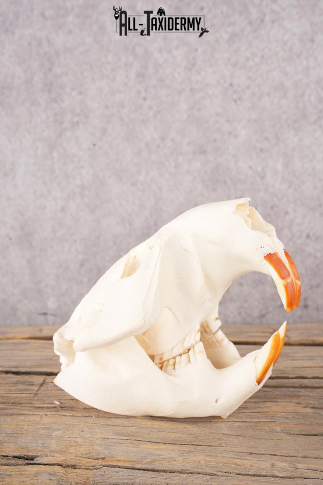 Coyote, Beaver, Bobcat and Otter skull lot SKU 3150 - Image 5