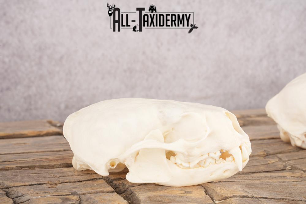 Coyote, Beaver, Bobcat and Otter skull lot SKU 3150 - Image 4