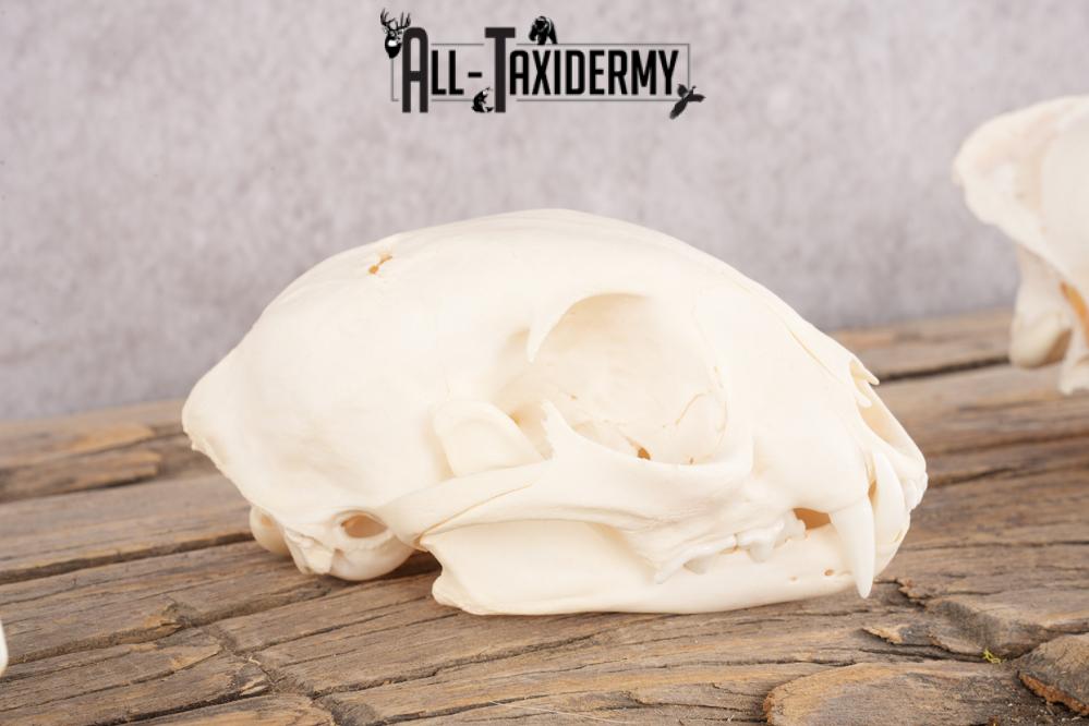 Coyote, Beaver, Bobcat and Otter skull lot SKU 3150 - Image 3