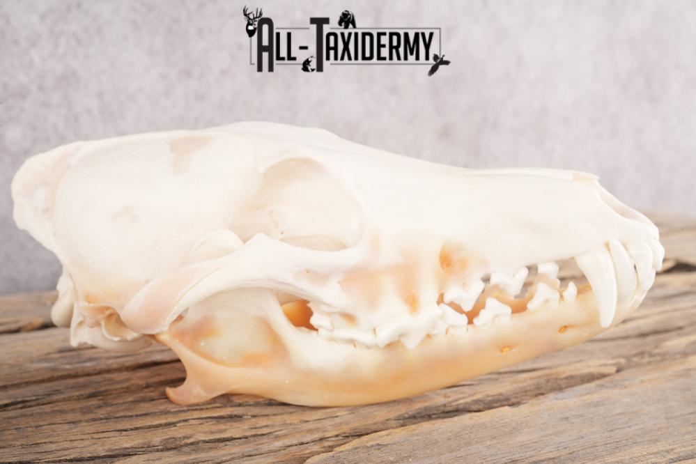 Coyote, Beaver, Bobcat and Otter skull lot SKU 3150 - Image 2