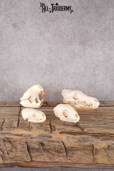 Coyote, Beaver, Bobcat and Otter skull lot SKU 3150