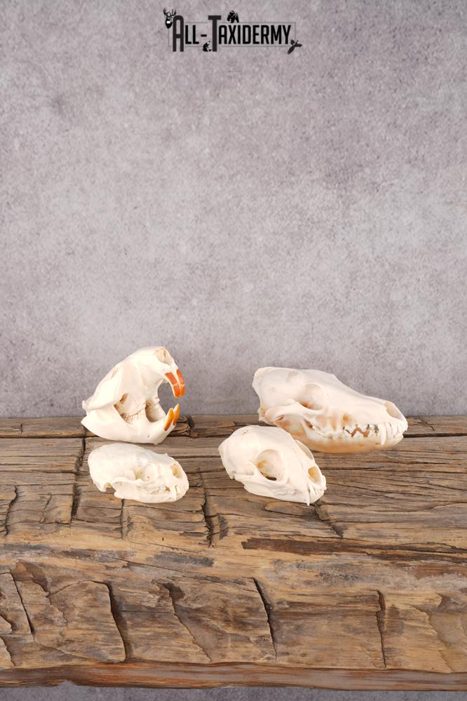 Coyote, Beaver, Bobcat and Otter skull lot SKU 3150