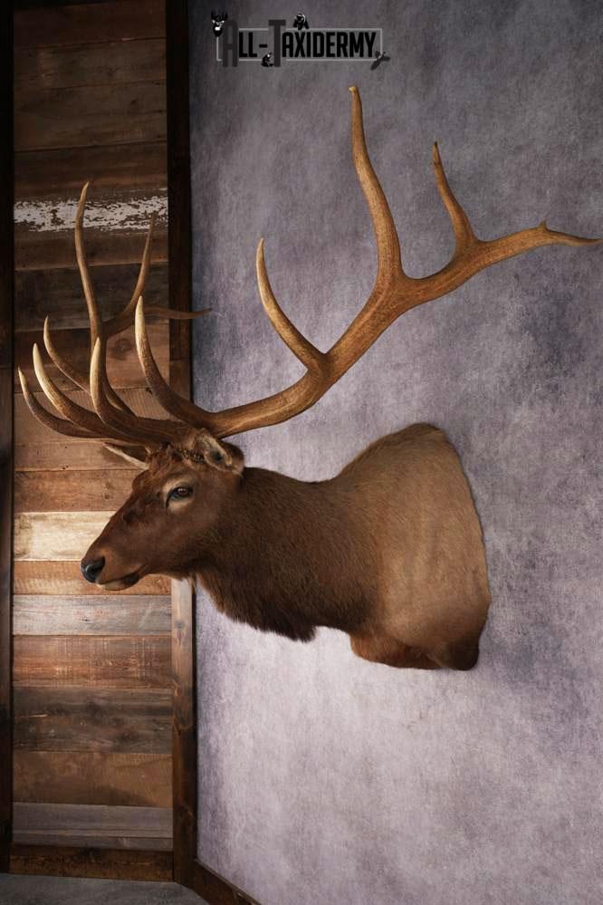 Elk Mount Trophy