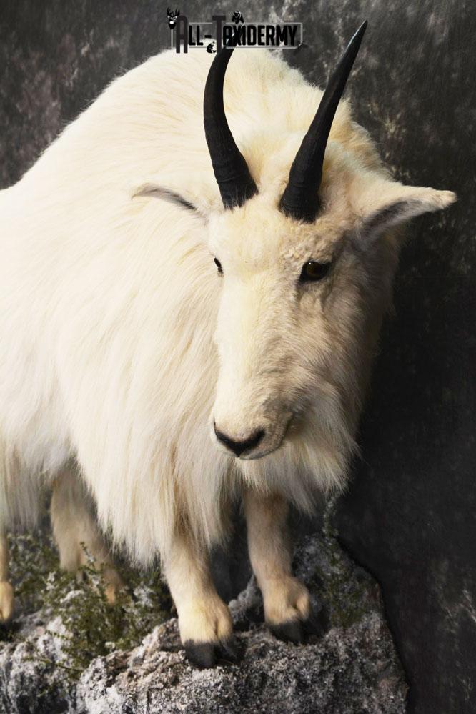 Mountain Goat Taxidermy