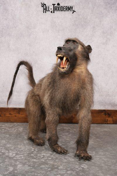 African Baboon SKU 3207