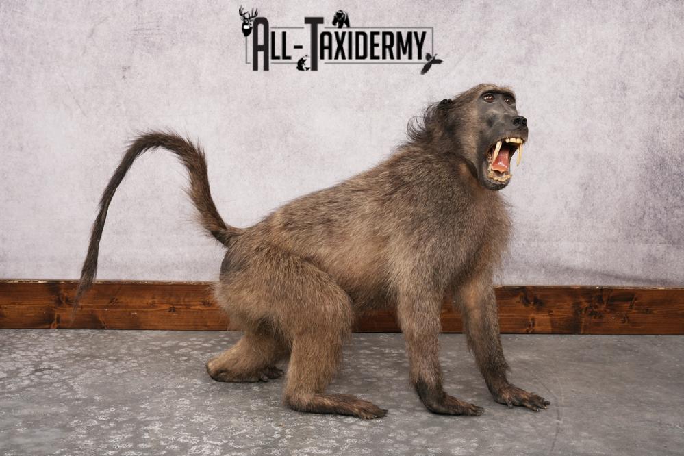 African Baboon SKU 3207 - Image 7