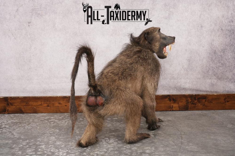 African Baboon SKU 3207 - Image 6