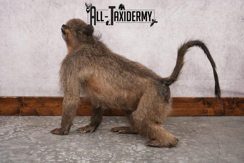 African Baboon SKU 3207 - Image 5