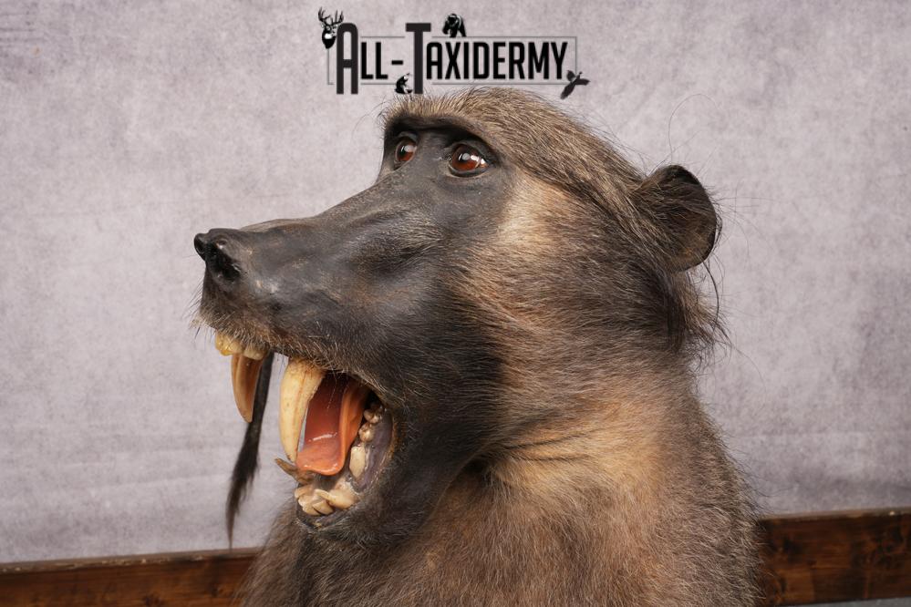 African Baboon SKU 3207 - Image 4