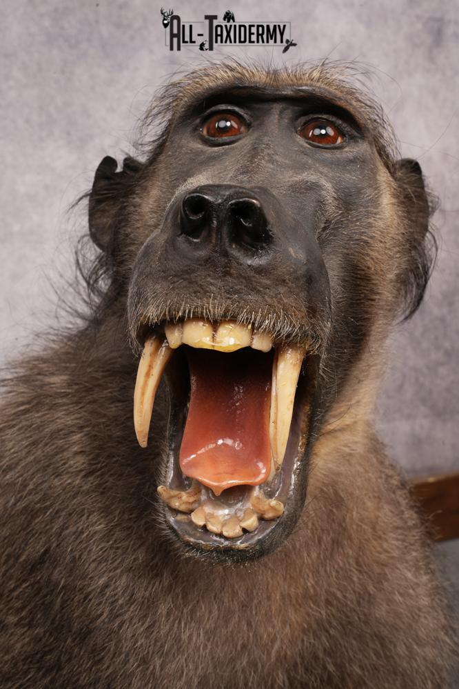 African Baboon SKU 3207 - Image 3