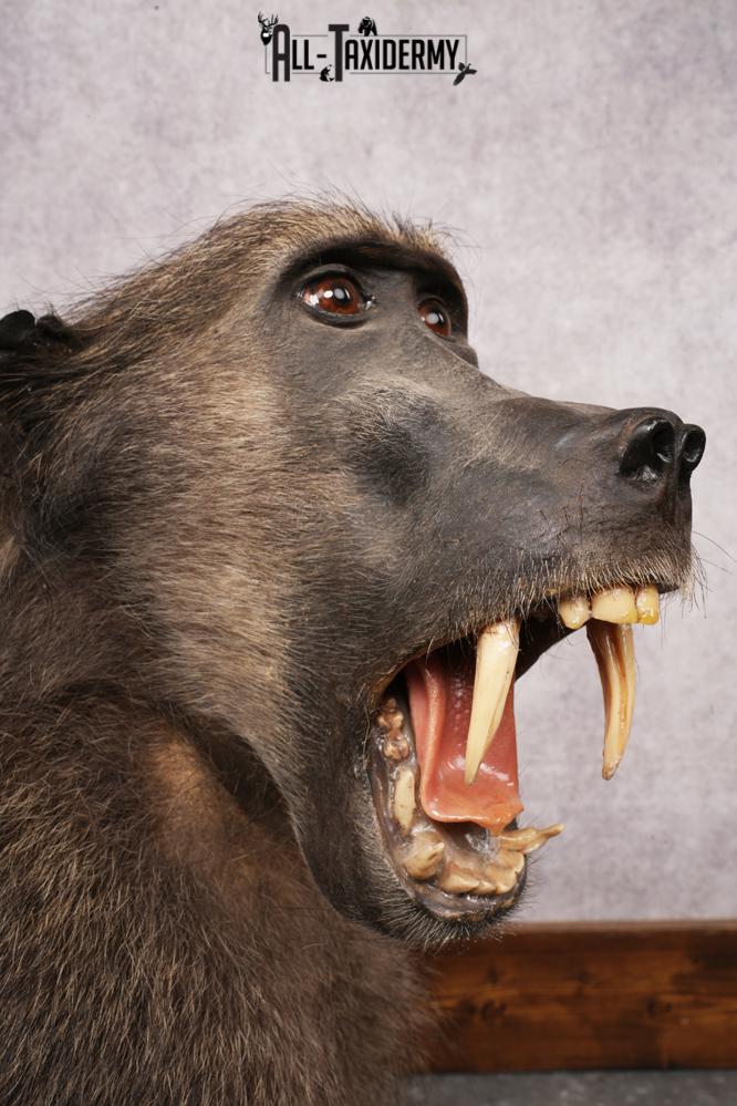 African Baboon SKU 3207 - Image 2