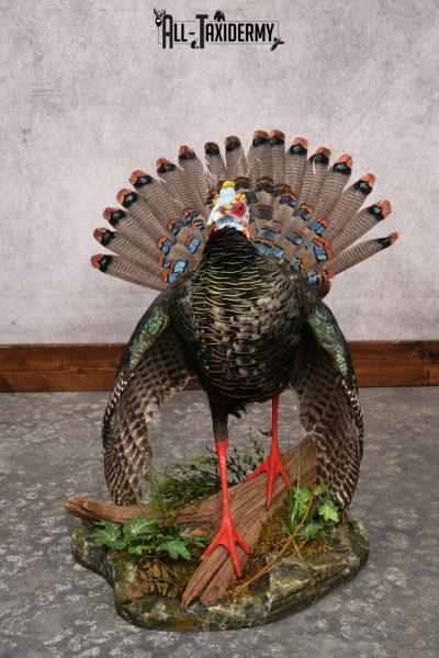 Ocellated Turkey SKU 3206