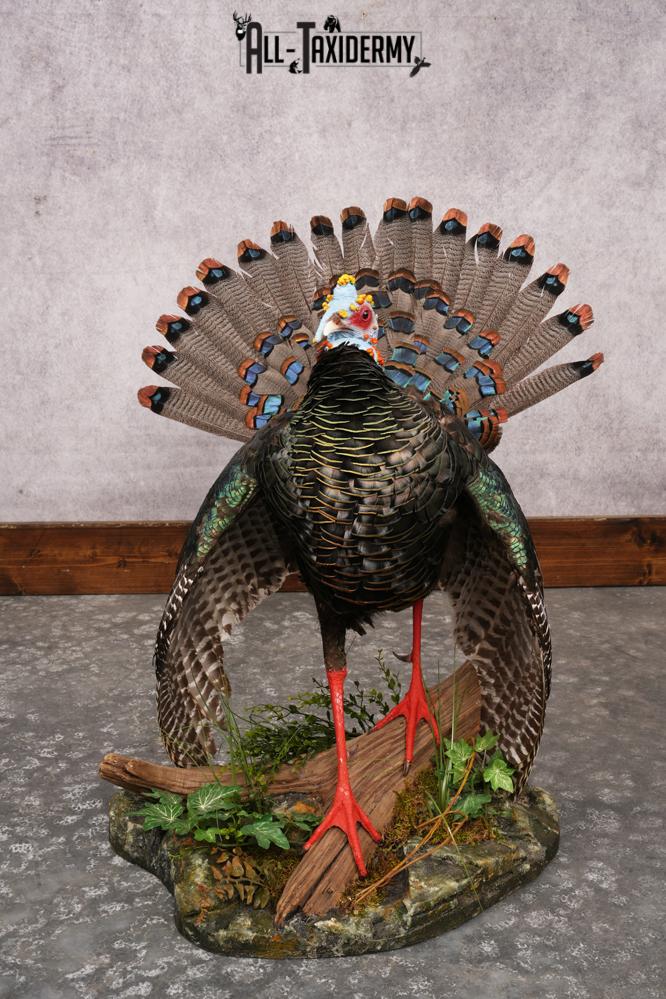 Ocellated Turkey SKU 3206