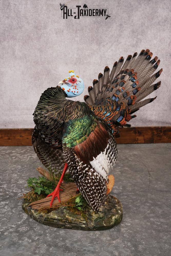 Ocellated Turkey SKU 3206 - Image 8