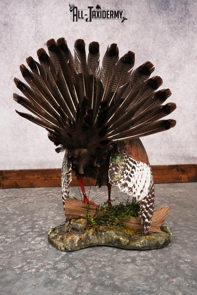 Ocellated Turkey SKU 3206 - Image 7