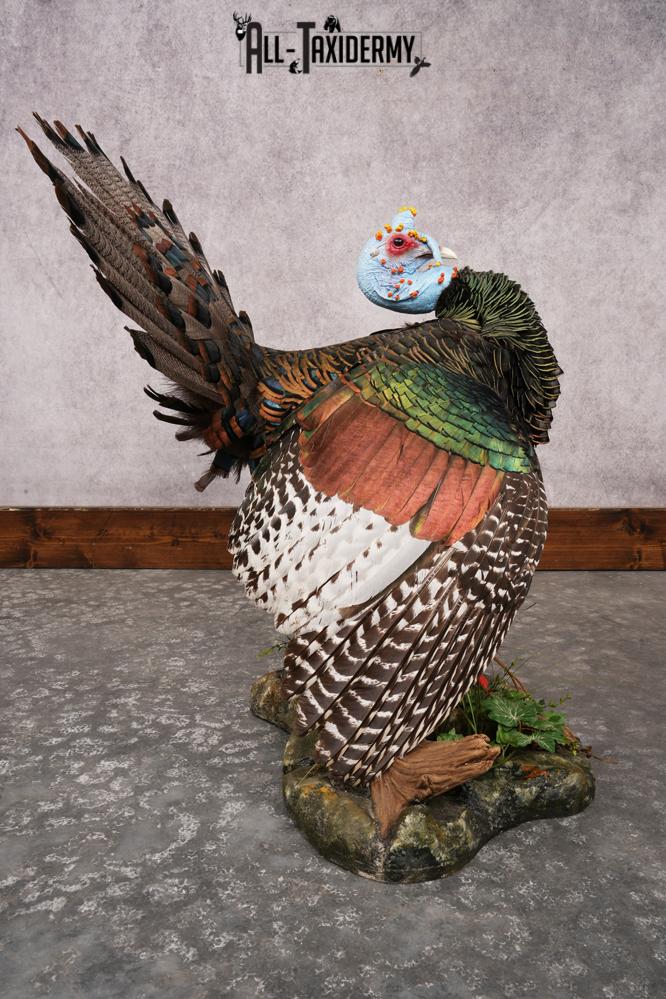 Ocellated Turkey SKU 3206 - Image 6