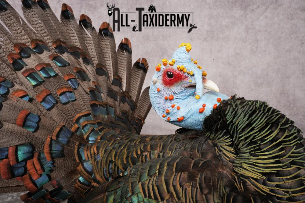 Ocellated Turkey SKU 3206 - Image 5