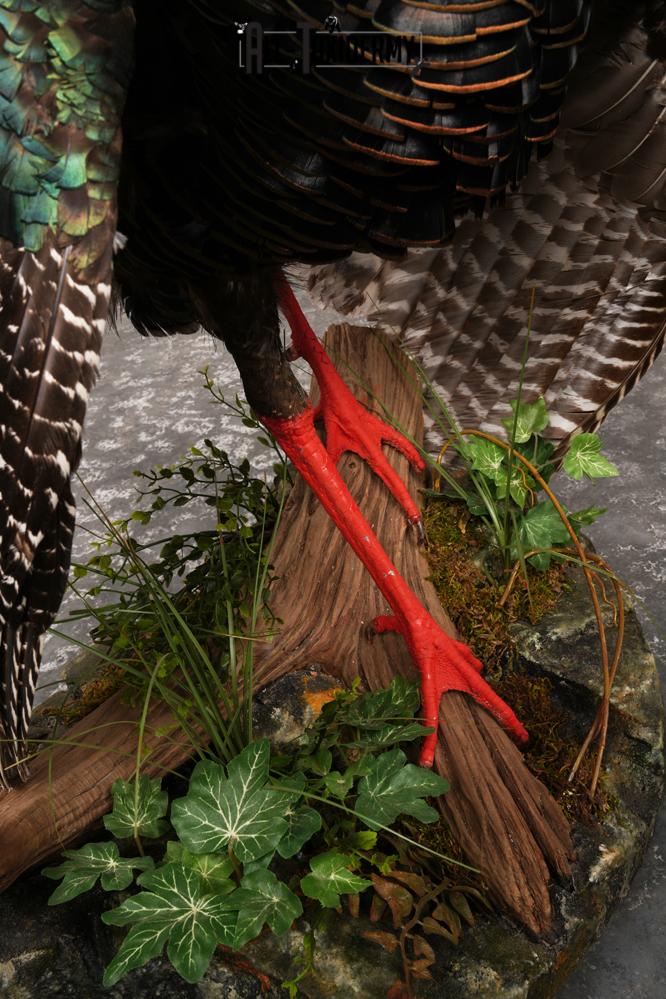 Ocellated Turkey SKU 3206 - Image 4