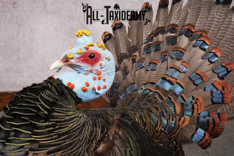 Ocellated Turkey SKU 3206 - Image 3