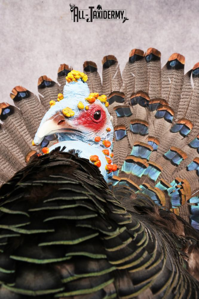 Ocellated Turkey SKU 3206 - Image 2