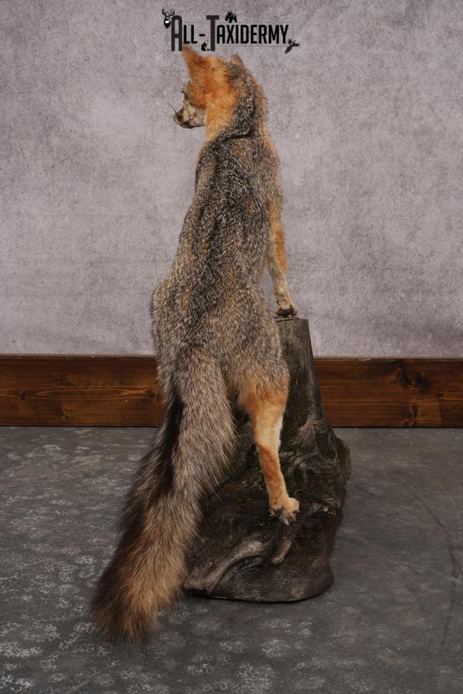 Grey Fox SKU 3250 - Image 7