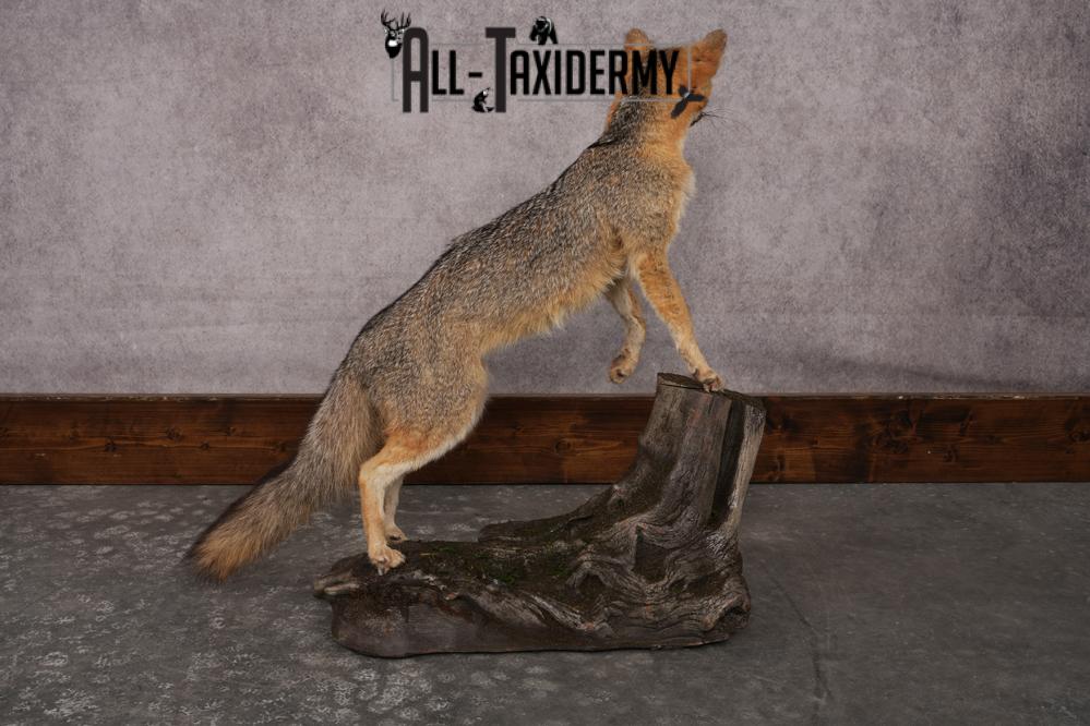 Grey Fox SKU 3250 - Image 6