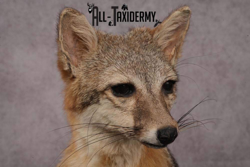 Grey Fox SKU 3250 - Image 5