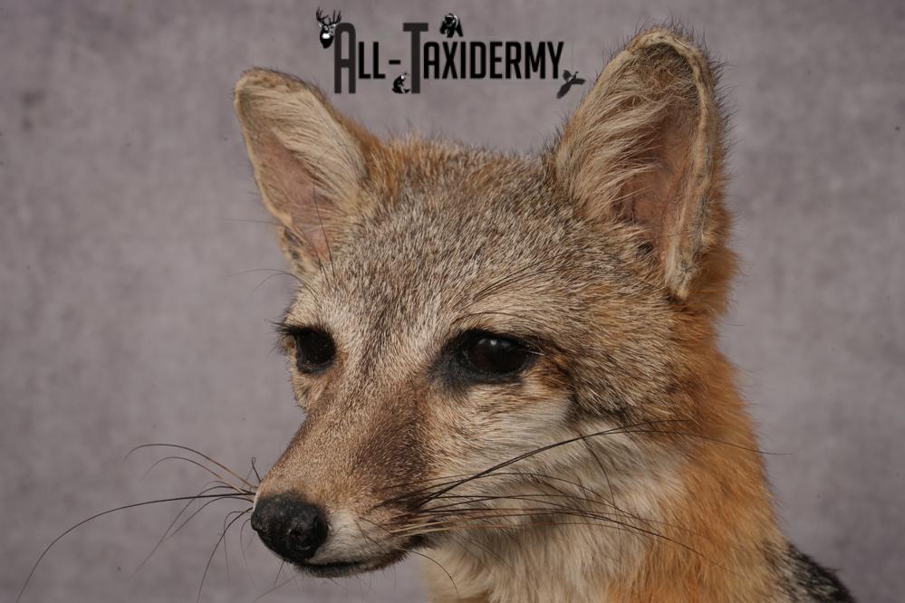 Grey Fox SKU 3250 - Image 4