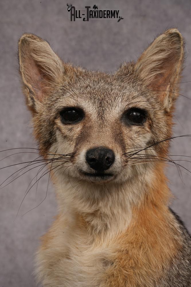 Grey Fox SKU 3250 - Image 3