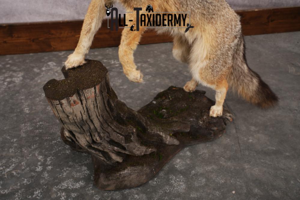 Grey Fox SKU 3250 - Image 2