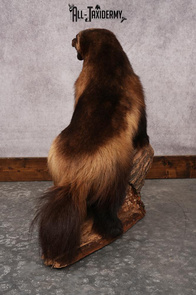 Wolverine SKU 3209 - Image 6