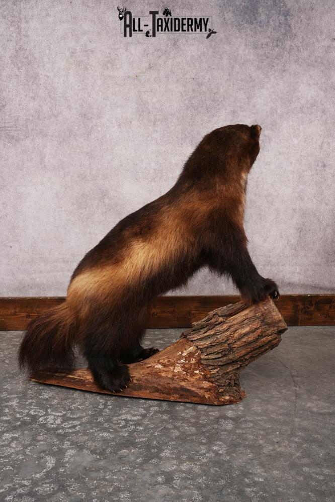 Wolverine SKU 3209 - Image 5