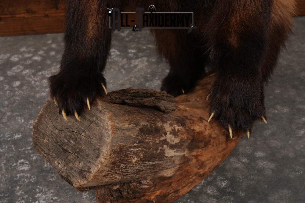 Wolverine SKU 3209 - Image 3