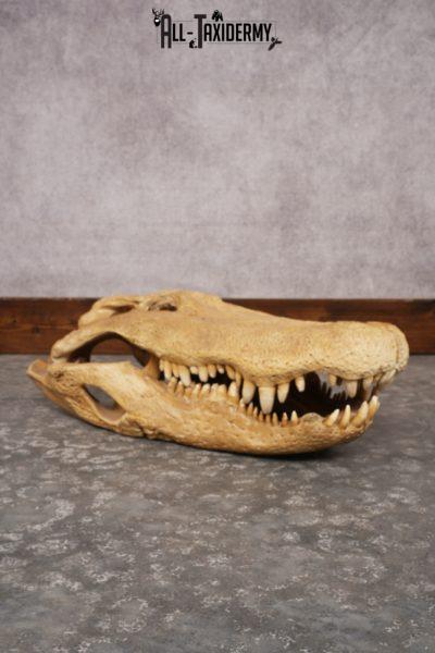 Aligator Skull SKU 3248