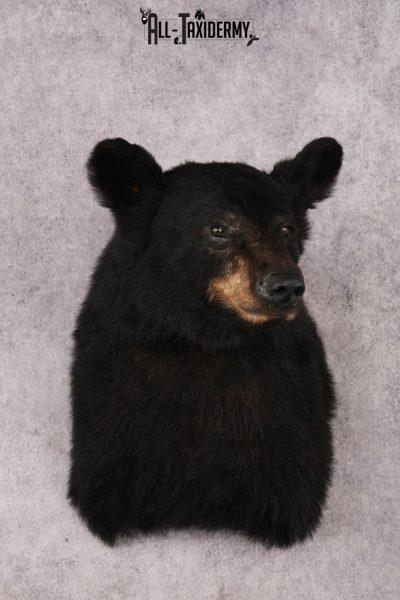 Black Bear Shoulder Mount SKU 3234