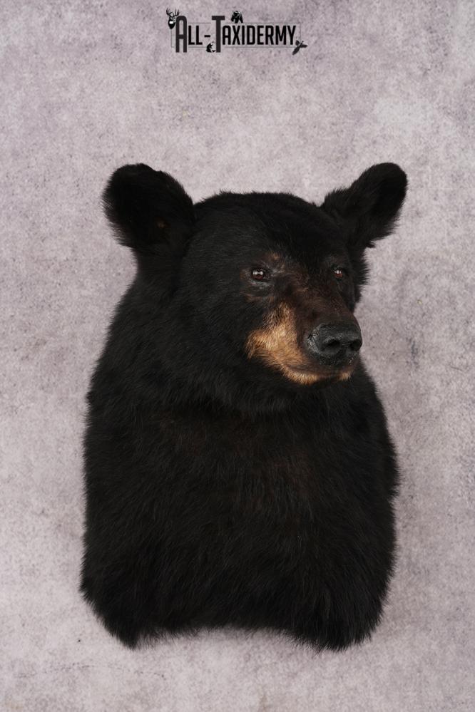Black Bear Shoulder Mount SKU 3234